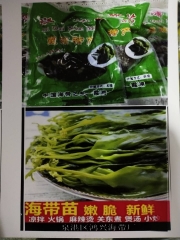 盐渍海带嫩苗 500g/包 盐渍海带嫩苗