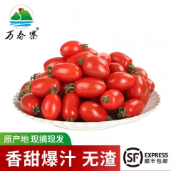 万春寨 新鲜现摘台湾玉女爆汁樱桃小番茄千禧圣女水果西红柿4斤装