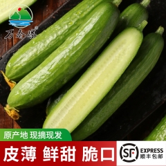 万春寨 小青瓜4斤 无刺水果青瓜 鲜甜脆口 黄瓜 生吃蔬菜小黄瓜