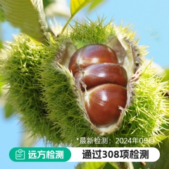 有机鲜板栗 2斤装(山地老树板栗)