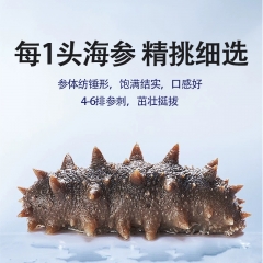 燕到家鲜食海参500g盒装